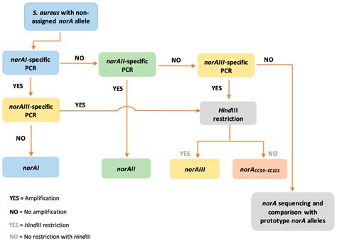 Occurrence and Variability of the Efflux Pump Gene norA across the