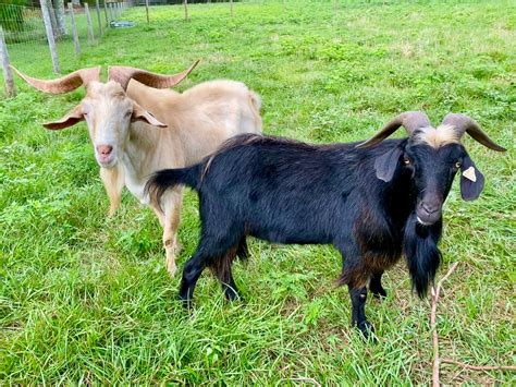 Nature Nook Kiko Goats Farm Quality Kiko Goats