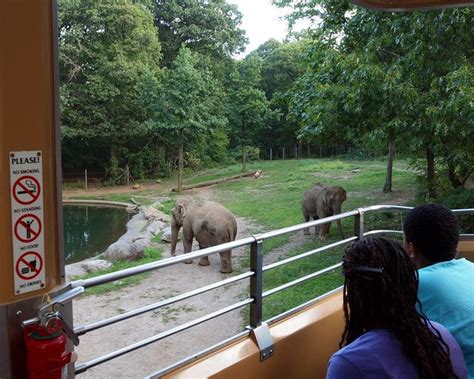 Elephants, Bronx Zoo, New York City | Bronx zoo, Zoo animals, Zoo