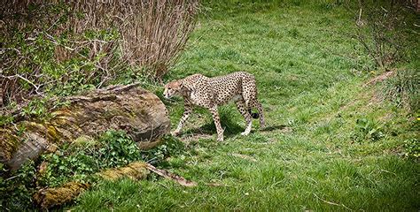 Chester Zoo Cheetah Neil Cawley Flickr