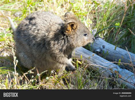 Quokka - Rottnest Image & Photo (Free Trial) | Bigstock