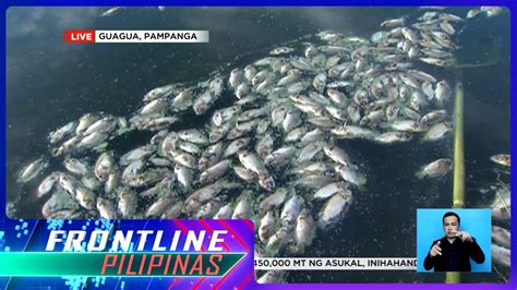 Libo Libong Tilapia Biglang Namatay Lumutang Sa Isang Palaisdaan