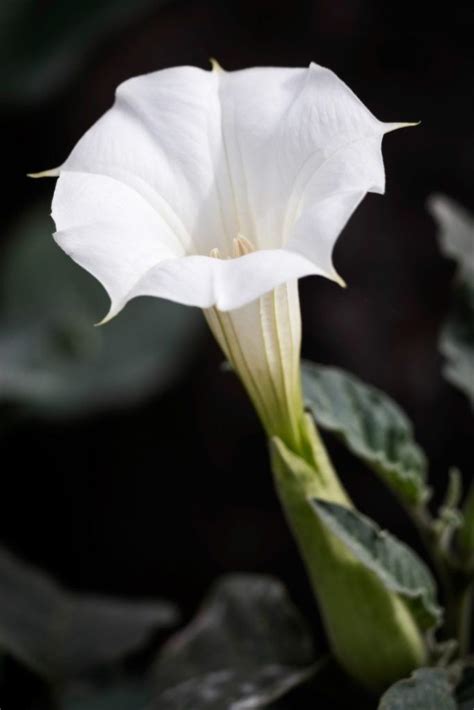 Moonflower A Guide To This Enchanting Night Bloomer Night Blooming