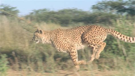 Cheetah Running Stock Footage Video (100% Royalty-free) 5724974 ...