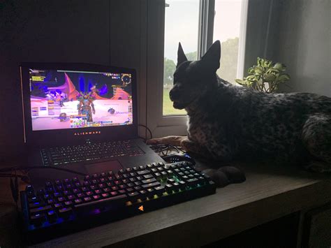 8155 best Cattle Dog images on Pholder | Australian Cattle Dog, Aww and