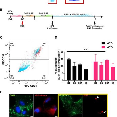 Endothelial Cell Differentiation Of Ds Ipscs A Diagram Showing The