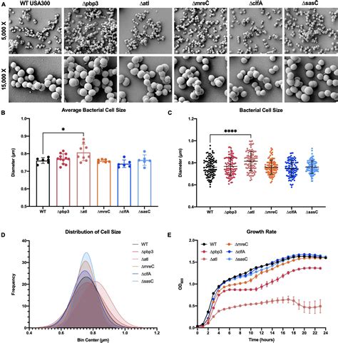 Frontiers Staphylococcus Aureus Cell Wall Biosynthesis Modulates Bone