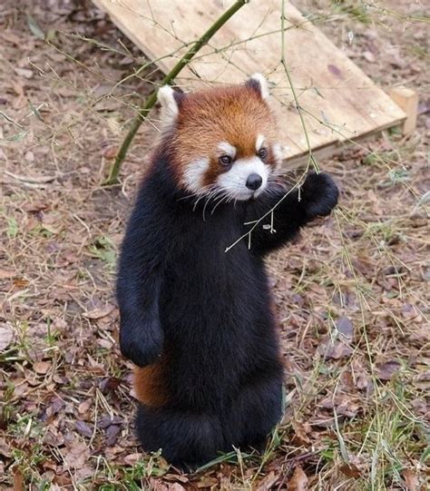 Adorable Red Panda Standing On Hind Legs