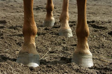Копыта лошади в природе - 63 фото