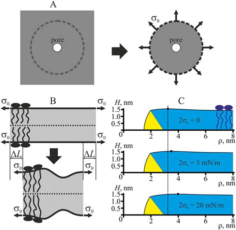 Membrane Lateral Tension Contributes To Elastic Deformation Energy А