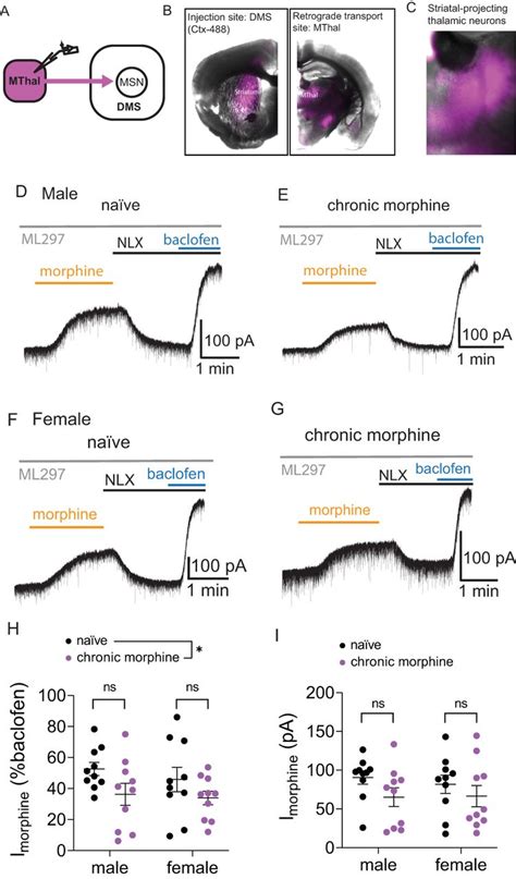 Chronic Morphine Induces Adaptations In Opioid Receptor Signaling In A