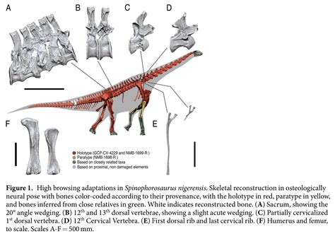 What can sauropod sacra tell us about neck posture? | Sauropod Vertebra ...