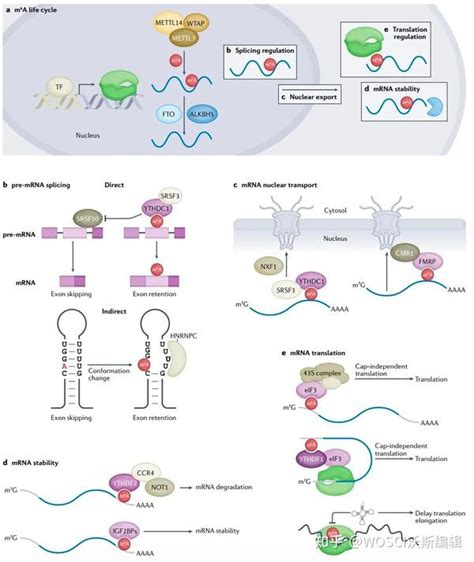 Nat Rev Genet（if60） M6a最新综述！总结m6a参与调节的生物学过程及生理功能 知乎