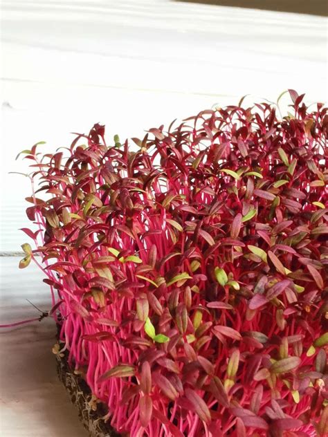 Статьи сообщества Микрозелень Самара Redis.KA | ВКонтакте