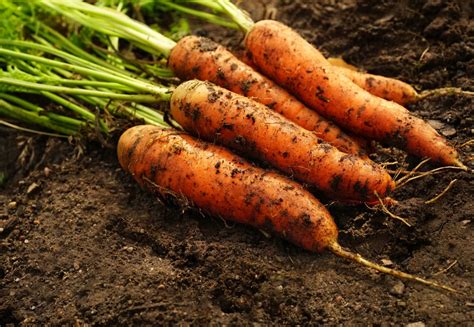 How To Grow Carrots From Seed To Harvest Reformation Acres