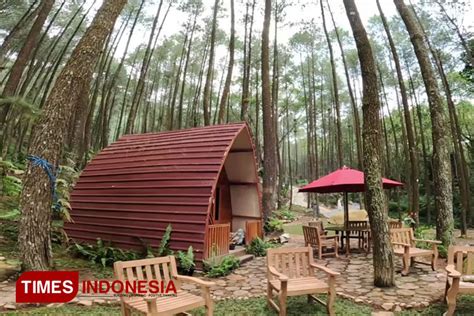 Pinea Forest Mangli Magelang A Modern Twist On Nature Exploration