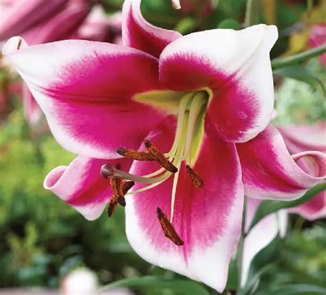 Van Zyverden Multicolor Lilies Premium Ot Hybrid Friso Mammoth