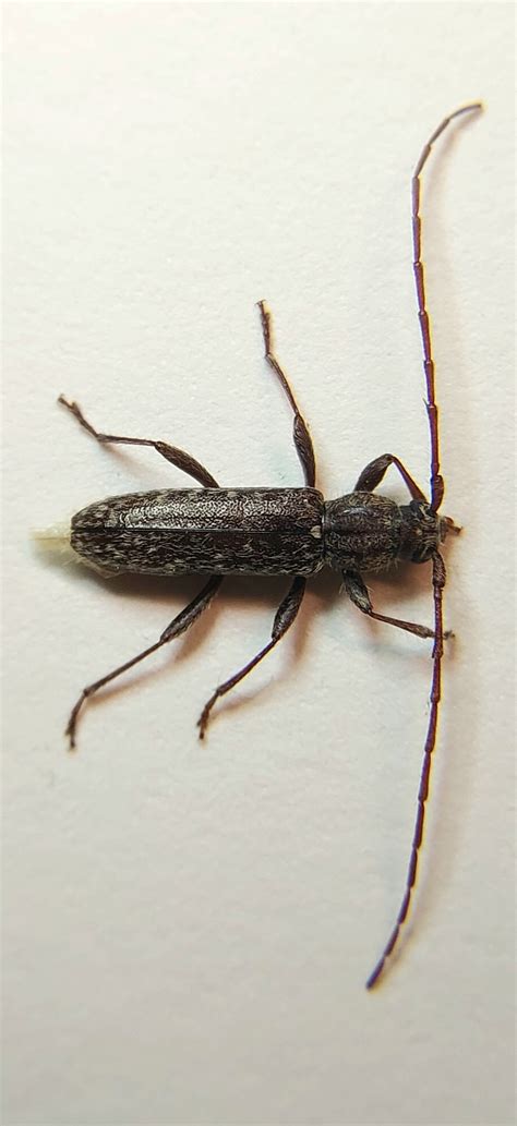 Beetles of North Carolina