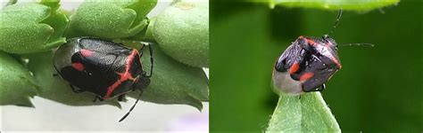 Types Of Stink Bugs Found In Manitoba Id Guide Nature Blog Network