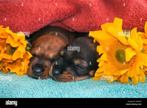 Sleeping Doxen Puppies Stock Photo - Alamy