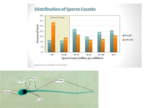 Semen Analysis Part I Semen Collection Fertility