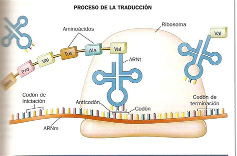 Adn Y Arn