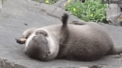 Otter GIF - Find & Share on GIPHY