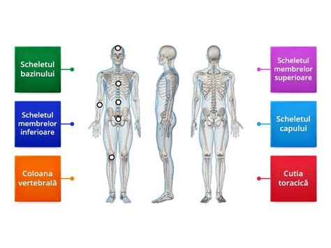 Părțile scheletului uman Labelled diagram