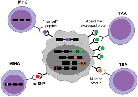 Frontiers T Cell Immunotherapies Targeting Histocompatibility And