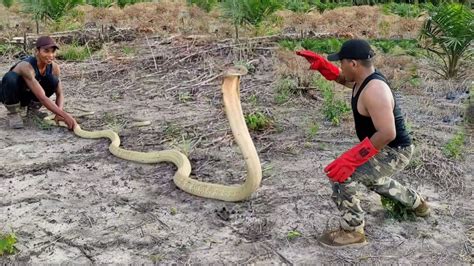 Munculnya Ratu Ular King Cobra Golden Raksasa Pesaing Garaga Ular