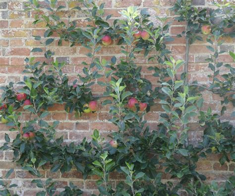 When To Winter Prune Espalier Apple Trees at Malik Keck blog