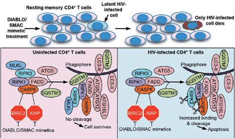 Smac Mimetics Promote Apoptosis In Hiv T Cm Via The Autophagy Dependent