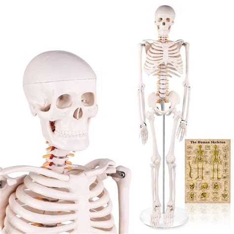 Mua Asintod Human Skeletonn Model Life Size Anatomy Human