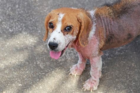 What Causes Hair Loss On A Dog S Face | Lipstutorial.org