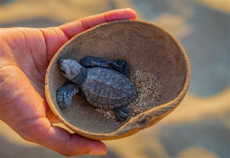 Seis De Siete Especies De Tortugas Marinas En Peligro De Extinci N