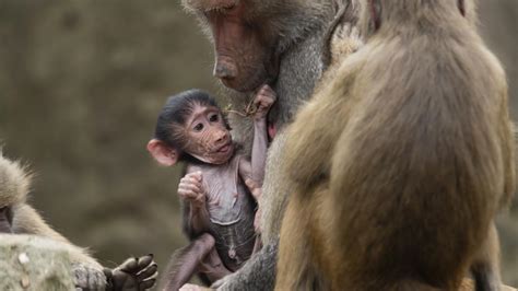 Melbourne Zoo Lockdown After False Baboon Escape Alert Herald Sun