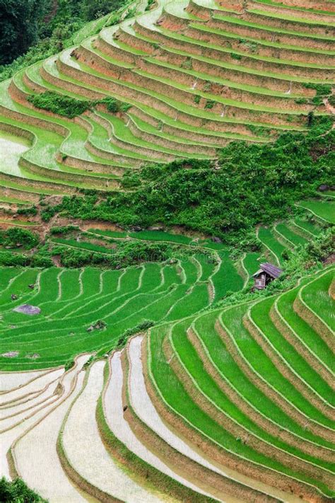 Vietnam Rice Paddy Field stock image. Image of harvest - 16608623