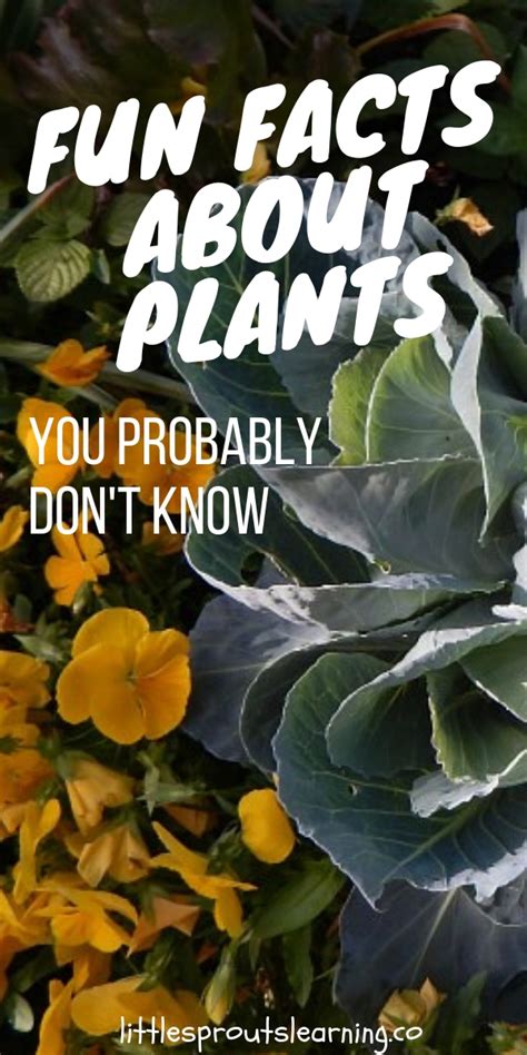 26 Interesting Facts About Plants Adrisaamanee