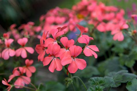 Geranium How To Plant Grow And Care For Geraniums Pelargoniums