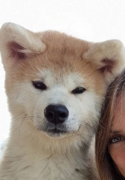 Vendita Cucciolo Akita Inu Da Privato A Cucciola Di Akita Inu