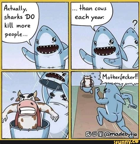 Actually Than Cows Sharks Do Kill More People Ifunny