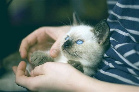 Siamese Cat Personality and Facts - PD Insurance