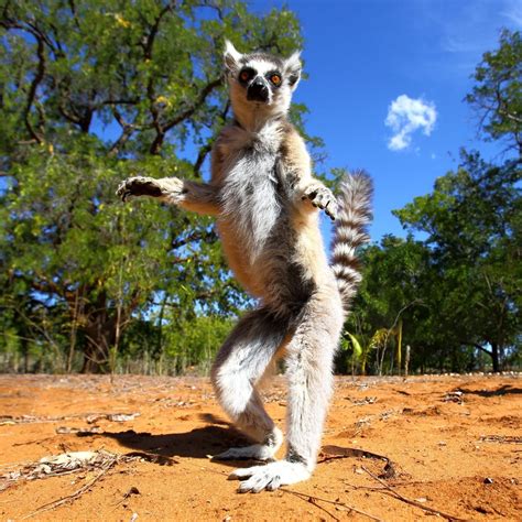 Ring Tailed Lemur Eating