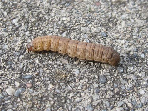 Brown Caterpillar - A Beautiful Inspiration