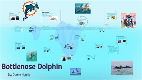 Bottlenose Dolphin By Danny Healey On Prezi