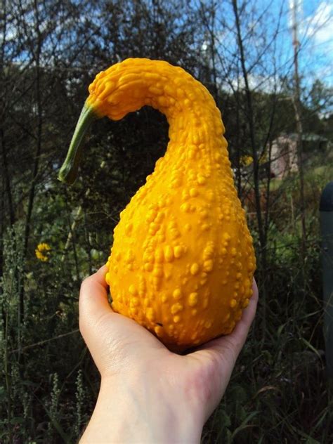 Who We Are And Why We Are Here The Seed Sprouts Crookneck Squash