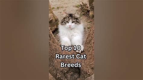 Top 10 Rarest Cat Breeds In The World 🐈 Shorts Youtube