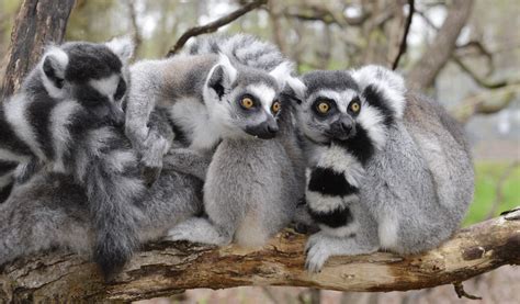 Ring-tailed Lemur • Brandywine Zoo • Go a Little Wild