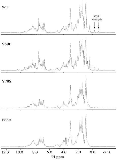 One Dimensional 1 H Nmr Spectra Of Wild Type And Mutant Proteins The