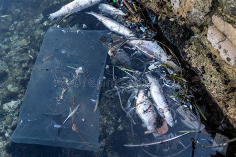 Peces Muertos Flotando En El Agua Asesinados Por La Contaminación